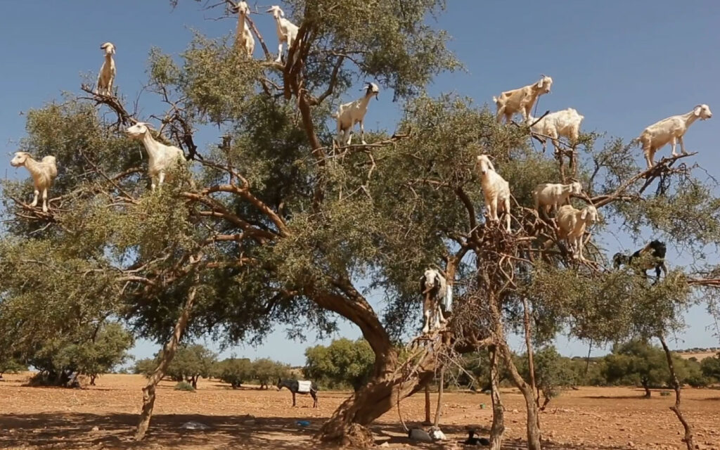 Member One Goats